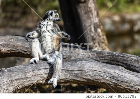 The ring-tailed lemur,Lemur catta with white ringed tail is the most known lemur The ring-tailed lemur,Lemur catta with white ringed tail is the most known lemur 90513792