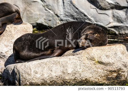 The South American sea lion, Otaria flavescens in the zoo The South American sea lion, Otaria flavescens in the zoo 90513793