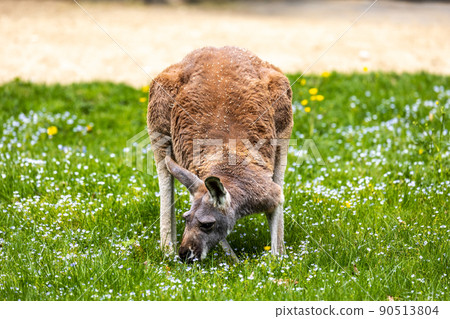 Red kangaroo, Macropus rufus in a german park Red kangaroo, Macropus rufus in a german park 90513804