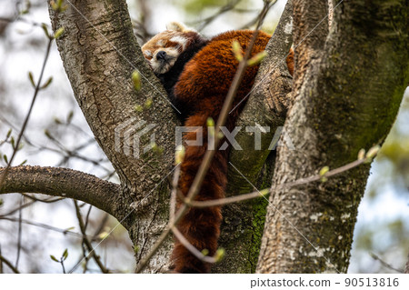 The red panda, Ailurus fulgens, also called the lesser panda. 90513816