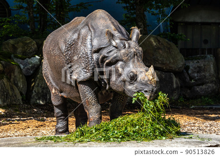 The Indian Rhinoceros, Rhinoceros unicornis aka Greater One-horned Rhinoceros The Indian Rhinoceros, Rhinoceros unicornis aka Greater One-horned Rhinoceros 90513826