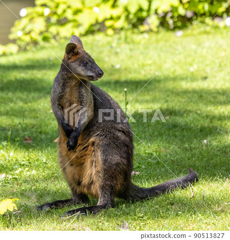 Swamp Wallaby, Wallabia bicolor, is one of the smaller kangaroos Swamp Wallaby, Wallabia bicolor, is one of the smaller kangaroos 90513827