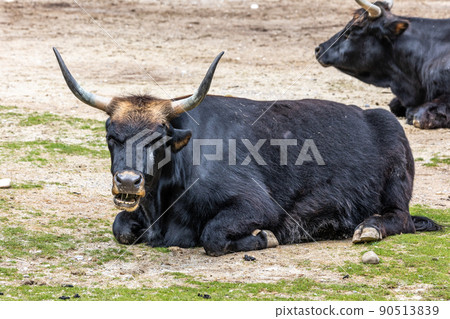 Heck cattle, Bos primigenius taurus or aurochs in a German park 90513839