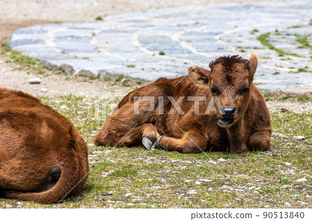 Young baby Heck cattle, Bos primigenius taurus or aurochs in a German park Young baby Heck cattle, Bos primigenius taurus or aurochs in a German park 90513840