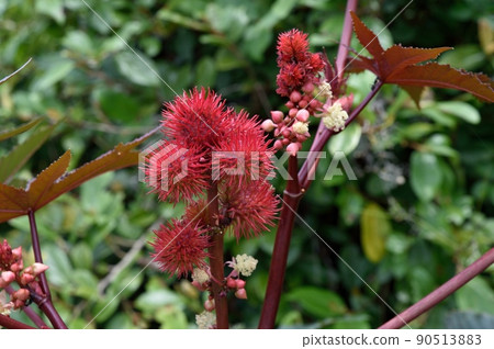 蓖麻果阿姨 90513883