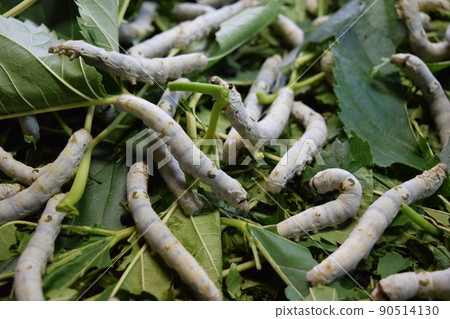 Kaiko桑葉絲綢農場 Kaiko桑葉絲綢農場 90514130