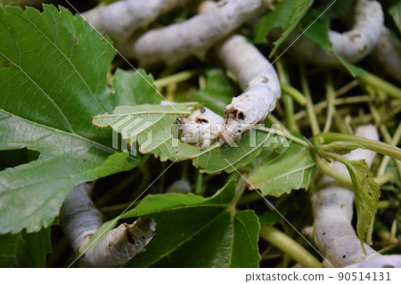 Kaiko桑葉絲綢農場 Kaiko桑葉絲綢農場 90514131