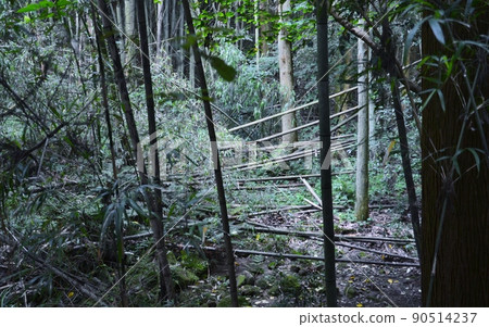 Desolation of unmaintained forests Desolation of unmaintained forests 90514237