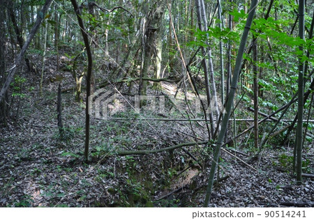 Desolation of unmaintained forests 90514241