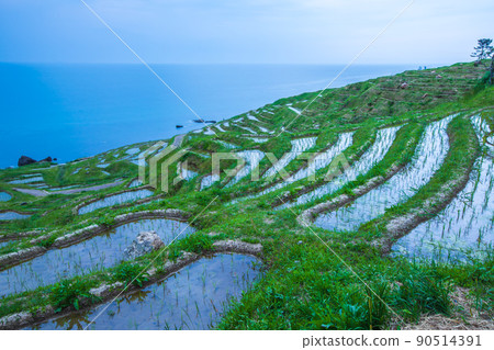 石川縣 Shiroyone Senmaida / 景觀 90514391