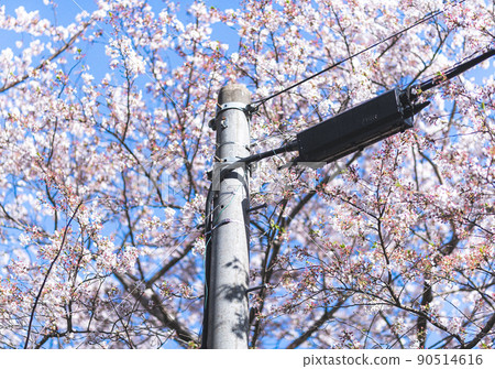 Utility pole and cherry blossom Utility pole and cherry blossom 90514616