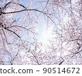 天空和櫻桃樹 90514672