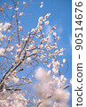 天空和櫻桃樹 90514676