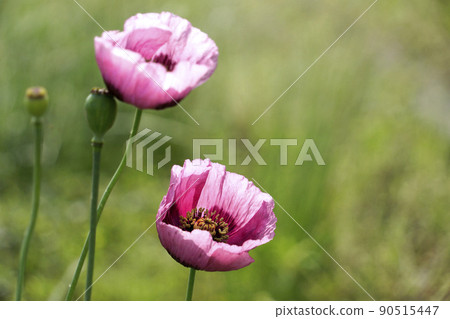 Purple papaver setigerum flowers blooming in the spring field Purple papaver setigerum flowers blooming in the spring field 90515447