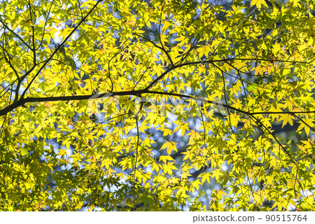 [Domestic] A background of maple leaves illuminated by the sun that turns yellow in autumn. 90515764