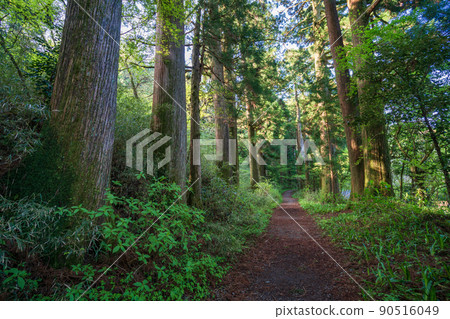 (Kanagawa Prefecture) Old Tokaido Hakone-juku cedar trees 90516049