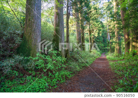 (Kanagawa Prefecture) Old Tokaido Hakone-juku cedar trees (Kanagawa Prefecture) Old Tokaido Hakone-juku cedar trees 90516050