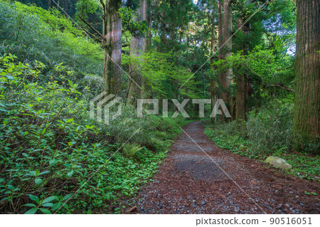 （神奈川縣）舊東海道箱根宿杉樹 90516051