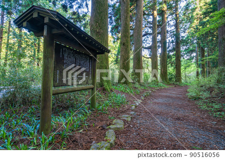 (Kanagawa Prefecture) Old Tokaido Hakone-juku cedar trees 90516056