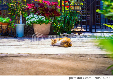 Cat basking in the sun Cat basking in the sun 90516062