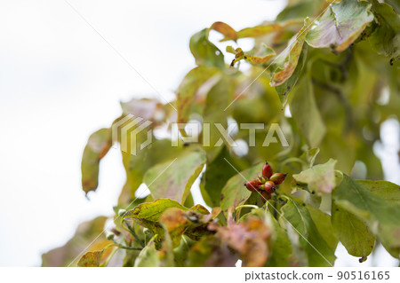山茱萸紅色莓果 山茱萸紅色莓果 90516165