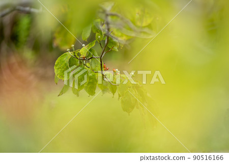 山茱萸紅色莓果 90516166