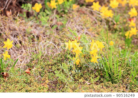 Small daffodil flower tete a tete 90516249