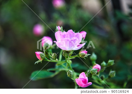 花曼陀羅Ofusa Kannon(玫瑰) 花曼陀羅Ofusa Kannon(玫瑰) 90516924