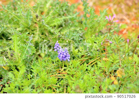 穆斯卡里花 90517026