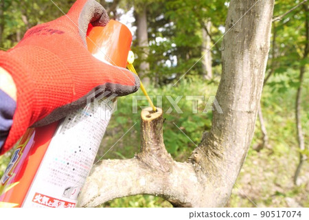 Beware of tree larvae, ants and longhorn beetle larvae. 90517074