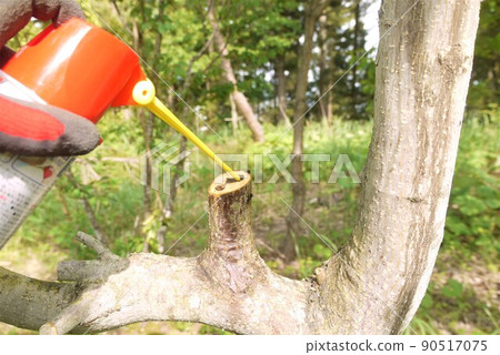 Beware of tree larvae, ants and longhorn beetle larvae. 90517075