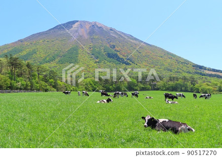 [Tottori Prefecture] Daisen and grazing cows 90517270