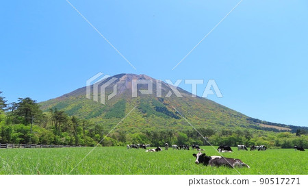 [Tottori Prefecture] Daisen and grazing cows 90517271