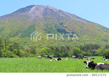 [Tottori Prefecture] Daisen and grazing cows 90517272