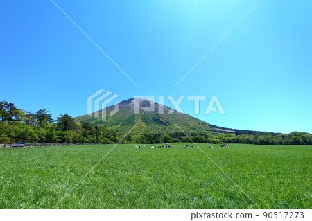 [鳥取縣] 大仙和放牧的奶牛 90517273