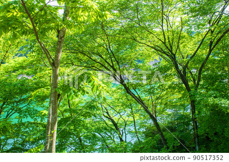 有馬大壩，名栗湖，湖畔，灌木叢，春天，清新的綠色風景 90517352