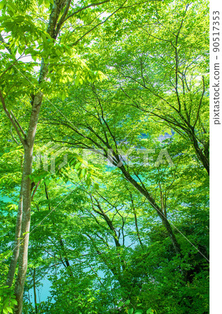 Arima Dam, Lake Naguri, Lakeside, Thickets, Spring, Fresh green scenery 90517353