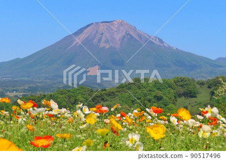 [Tottori Prefecture] Daisen seen from Tottori Flower Park 90517496