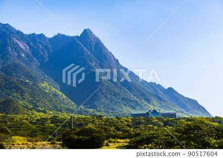 Mocchomu and blue sky, World Natural Heritage Yakushima (Spring) Mocchomu and blue sky, World Natural Heritage Yakushima (Spring) 90517604