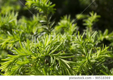 A tree of attention 90518369