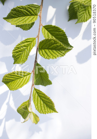 cherry leaf cherry leaf 90518370