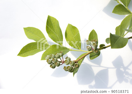 Blueberries Blueberries 90518371
