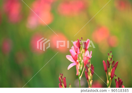 美麗綻放的紅色花朵 90518385