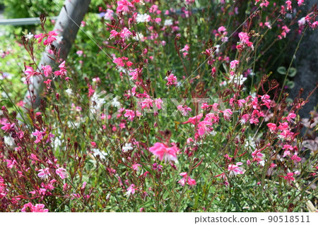 秘密花園 90518511
