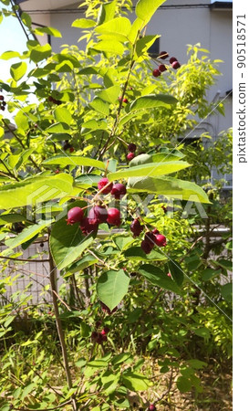 花園裡的六月莓 花園裡的六月莓 90518571