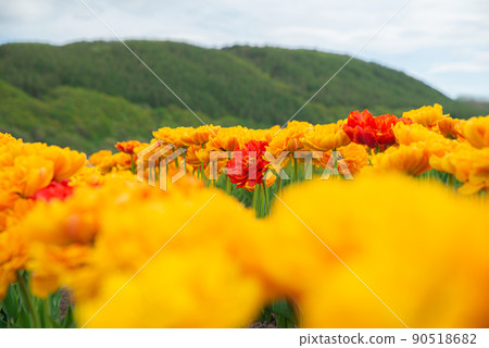 Yellow and red tulips 90518682
