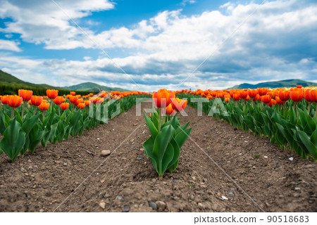 Tulips under the blue sky Tulips under the blue sky 90518683