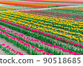 Colored tulip field 90518685