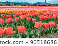 Pink tulips and landscape 90518686
