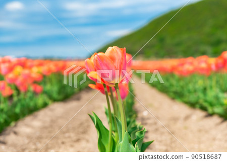 Tulips under the blue sky 90518687